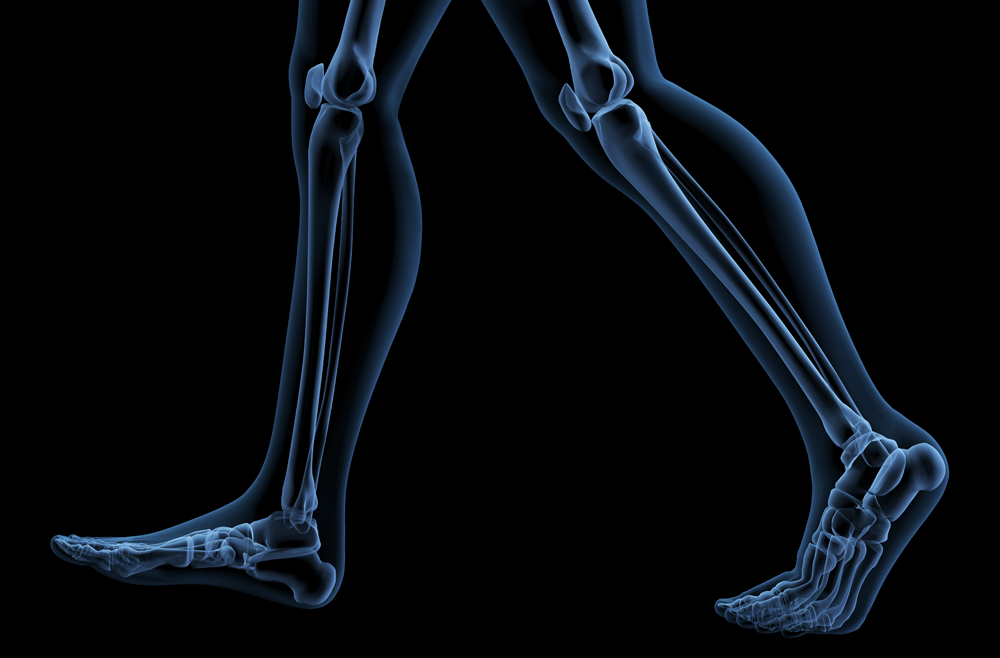 A digital illustration of an x-ray of legs walking.